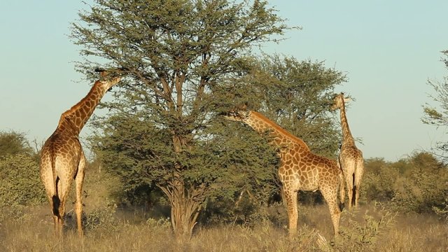 Giraffes feeding on an Acacia tree