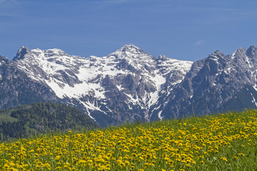 Blick auf  eine blühende Löwenzahnwiese mit  Loferer Steinbergen