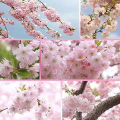 Collage - Kirschblüten