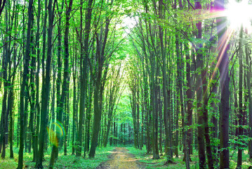 Green trees Sunny day in the forest