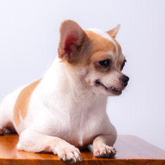 Chihuahua dog