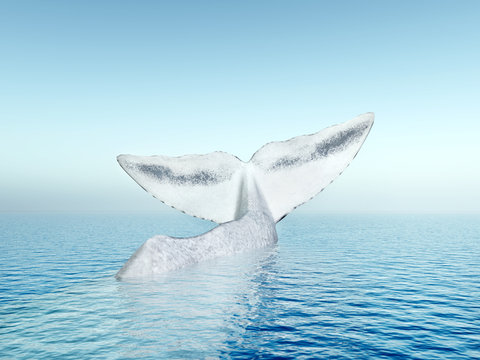 Weißer Wal