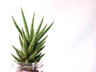 観葉植物のサンスペリア