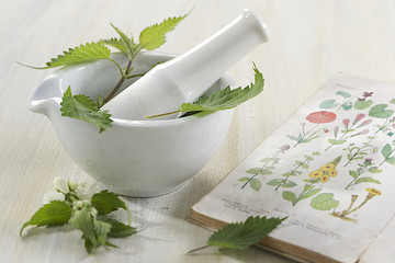 Herboristerie - Ortie, plante médicinale