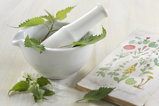 Herboristerie - Ortie, plante m&eacute;dicinale