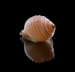 Sea shell with reflection