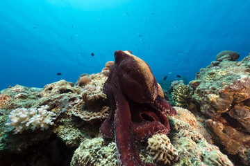 Reef octopus (octopus cyaneus) in the Red Sea.