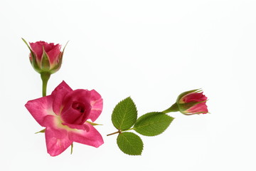 赤い薔薇のアレンジ