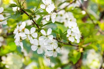 Flowers of the cherry blossoms
