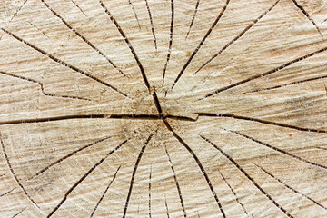 Tree stump background