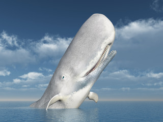 Fototapeta premium White Whale