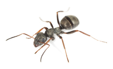 Black ant isolated on white background, extreme close-up