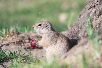 Gopher eats grape