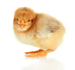 Little chicken isolated on white