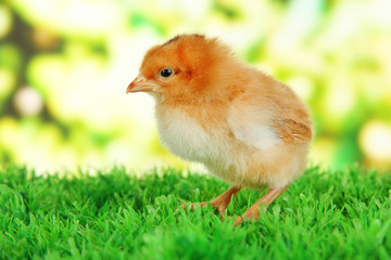 Little chicken on grass on bright background