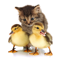 Small kitten and ducklings isolated on white
