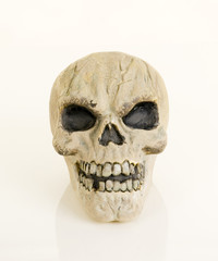 skull on white