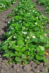 strawberry blossoms
