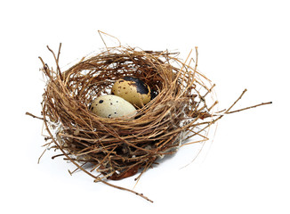 bird's nest and eggs