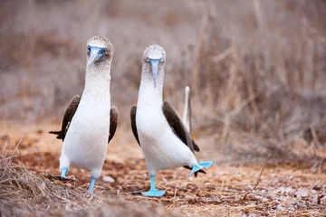 Vlies Fototapete Südamerika Paarungstanz mit Blaufußtölpel