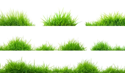 Abwaschbare Fototapete Gras Gras