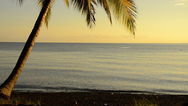 coconut palm in sunrise at the ocean