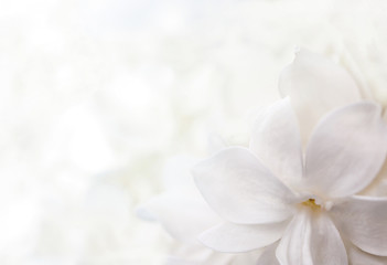 white lilac flower