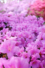 Flower  blossoms over blurred nature background/Spring Backgroun