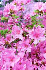 Fototapeta na wymiar Flower blossoms over blurred nature background/Spring Backgroun