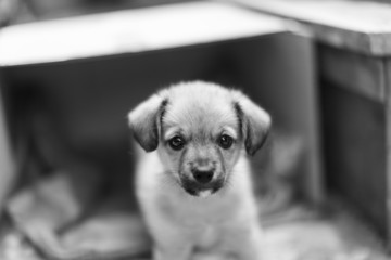 cagnolino © antonio sena