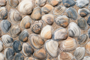 Pearl shell