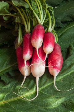 Radish