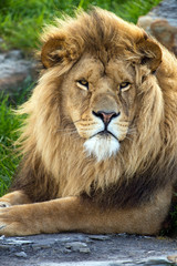 Plakat Lion