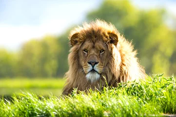 Photo sur Aluminium Lion Lion