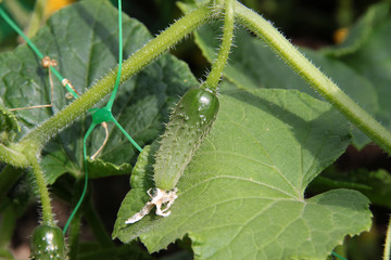 cornichon