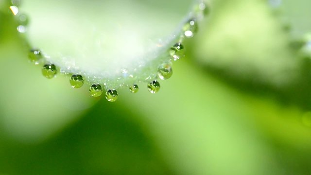 Blatt mit Tautropfen