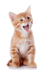 Red yawning kitten.