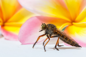 horsefly