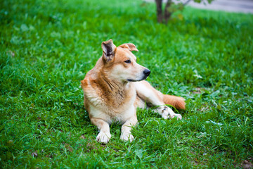 A stray dog lying on the grass