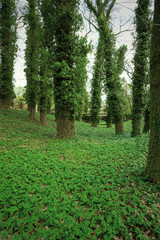 big trees in park covered in ivy