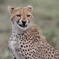 Young cheetah showing teeth