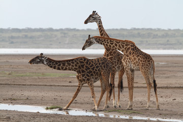 Three giraffes drinking water