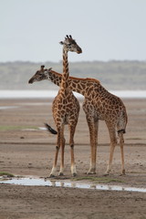 Two giraffes near water