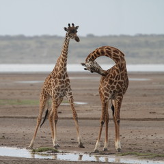 Two giraffes one with neck bent