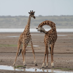 Fototapeta premium Two giraffes one with neck bent