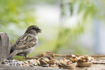 Passero con cibo in bocca
