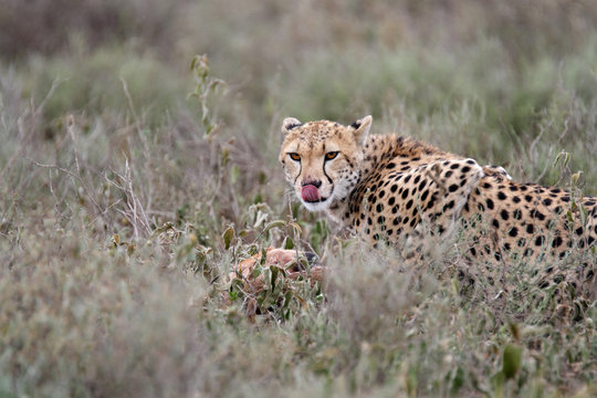 Adult cheetah feeding and showing tongue