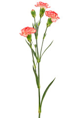 Branch of red carnation