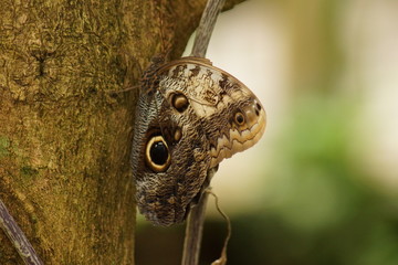 Forest Giant Owl - Caligo eurilochus