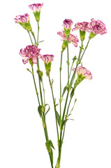 Fototapeta na wymiar Branches of purple carnation flower